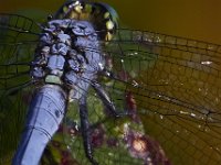 08-13-15-Alligator River-29658