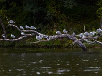 08-30-15-Mattawoman-21985