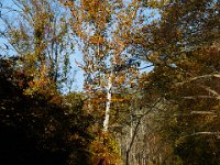 10-11-15-Piscataway-24391