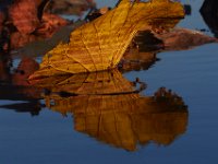 10-12-15-Mattawoman-25260