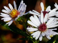 10-12-15-Mattawoman-25380