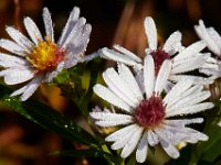 10-12-15-Mattawoman-25386