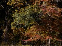 10-12-15-Mattawoman-25617