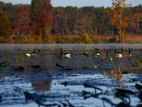10-12-15-Mattawoman-25618