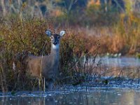 10-16-15-Mattaponi-26018 1
