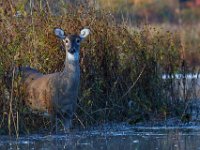 10-16-15-Mattaponi-26022