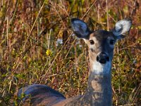 10-16-15-Mattaponi-26025