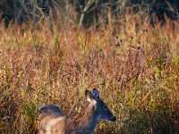 10-16-15-Mattaponi-26037