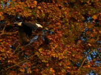 11-15-15-Nanjemoy-27950