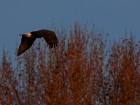 11-15-15-Nanjemoy-27952