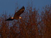 11-15-15-Nanjemoy-27953