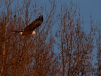 11-15-15-Nanjemoy-27955