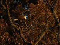 11-15-15-Nanjemoy-27959