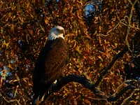 11-15-15-Nanjemoy-27978