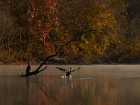 11-15-15-Nanjemoy-28050