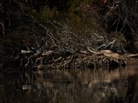 11-15-15-Nanjemoy-28092