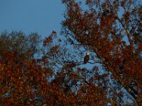 11-15-15-Nanjemoy-28179