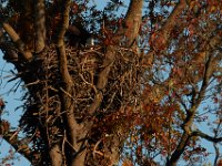 11-15-15-Nanjemoy-28188