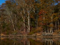 11-15-15-Nanjemoy-28209