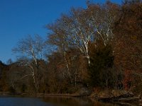 11-15-15-Nanjemoy-28236