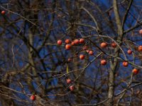 11-15-15-Nanjemoy-28253