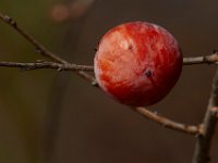 11-15-15-Nanjemoy-28260