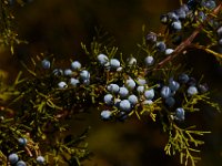 11-15-15-Nanjemoy-28281