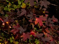 11-15-15-Nanjemoy-28299