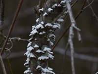 03-12-16-Nanjemoy-20667