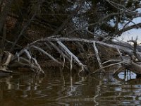 03-12-16-Nanjemoy-20681
