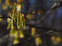 04-16-16-Rocky Gorge-21052