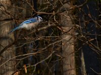 04-16-16-Rocky Gorge-21074