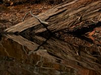 04-16-16-Rocky Gorge-21133