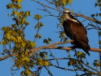 04-17-16-Mattawoman Creek-21342
