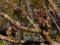04-17-16-Mattawoman Creek-21365