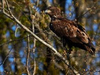 04-17-16-Mattawoman Creek-21383
