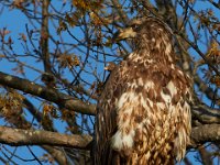 04-17-16-Mattawoman Creek-21406