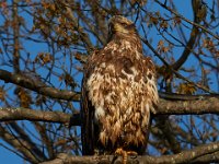 04-17-16-Mattawoman Creek-21420
