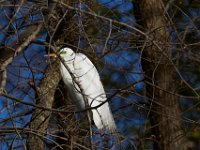 04-17-16-Mattawoman Creek-21456