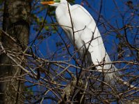 04-17-16-Mattawoman Creek-21483