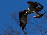 04-17-16-Mattawoman Creek-21554
