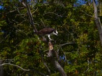 04-24-16-Nanjemoy-22194