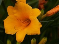 06-04-16-G-Mas Flowers-24129