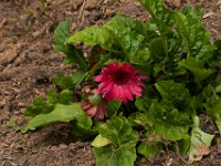 06-04-16-G-Mas Flowers-24137