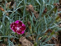 06-04-16-G-Mas Flowers-24165