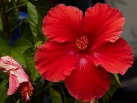 06-04-16-G-Mas Flowers-24213