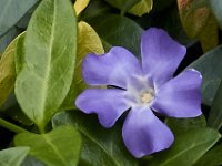 06-04-16-G-Mas Flowers-24229