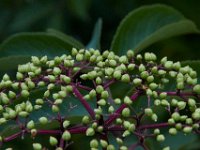 06-04-16-Mattawoman-23585