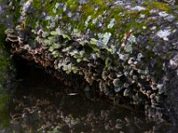06-04-16-Mattawoman-23729
