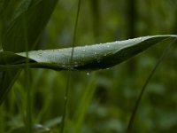 06-04-16-Mattawoman-23808